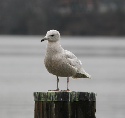 Iceland Gull