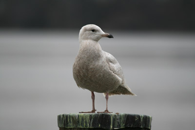 Iceland Gull