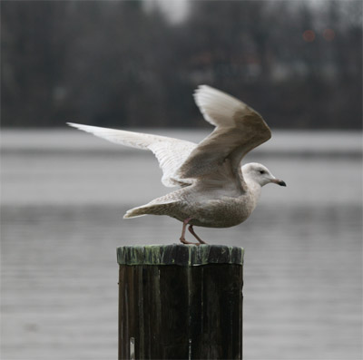 Iceland Gull