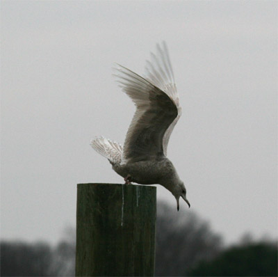 Iceland Gull