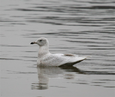 Iceland Gull