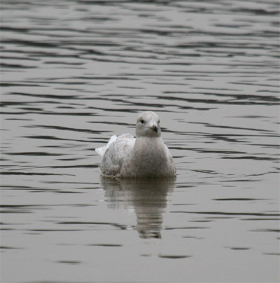 Iceland Gull