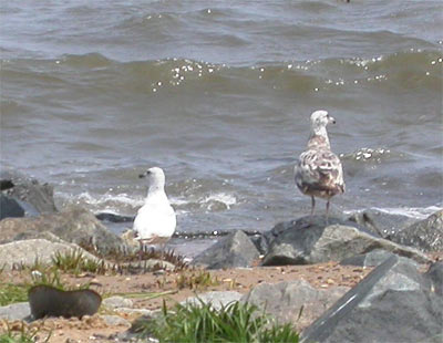 Iceland Gull