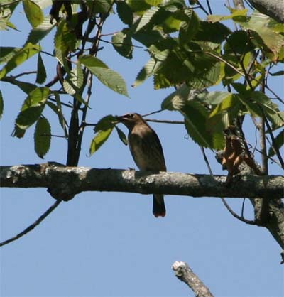 Cedar Waxwing