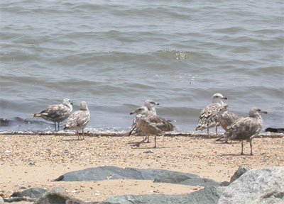 Herring Gulls