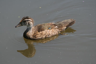 Wood Duck