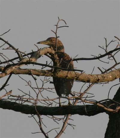 Immature Black Crowned Night Heron