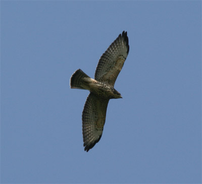 Broad Winged Hawk