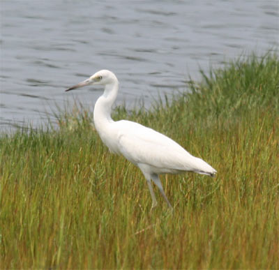 Little Blue Heron