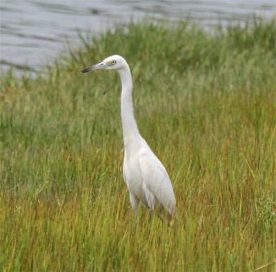 Little Blue Heron