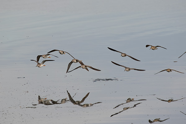 Lesser Yellowlegs and Pectoral Sandpipers