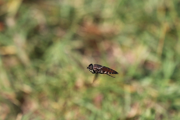 Hovering Insect