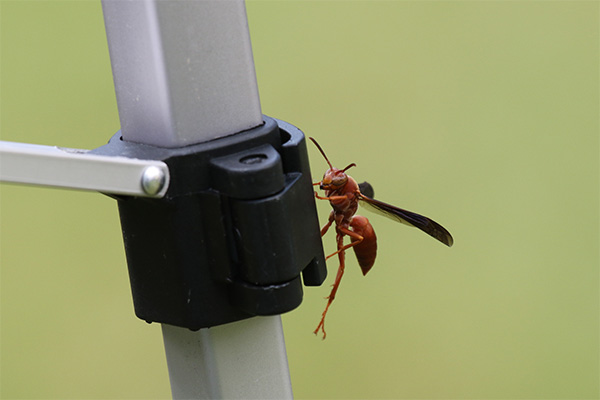 Red Wasp