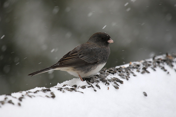 Junco