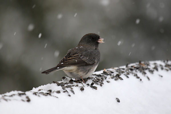 Junco