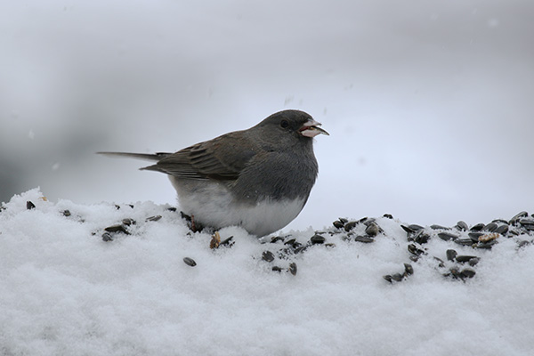 Junco