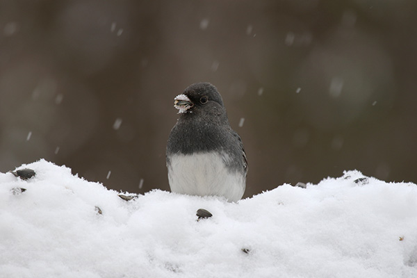 Junco