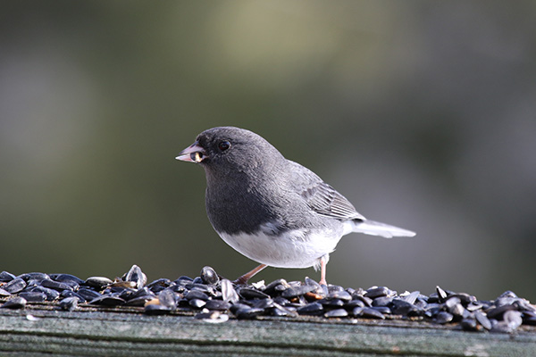 Junco