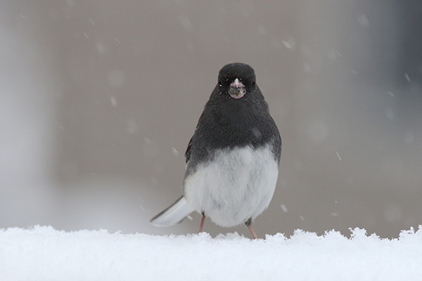 Junco