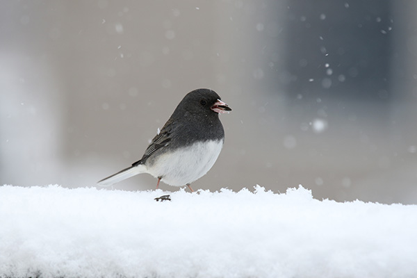 Junco