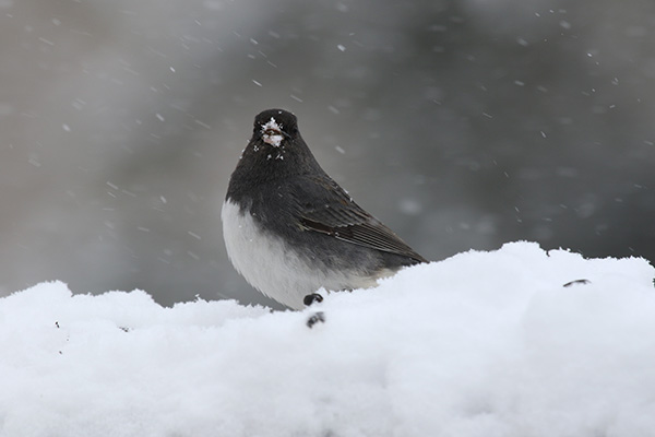 Junco