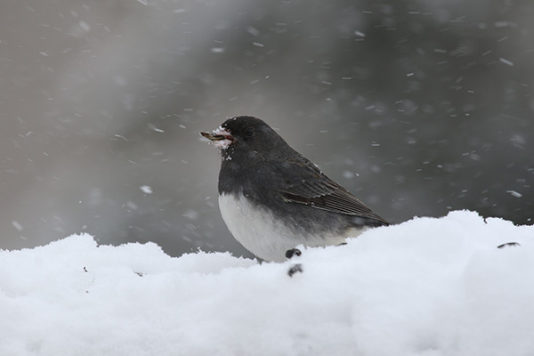 Junco