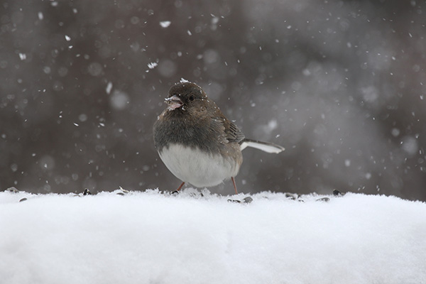 Junco