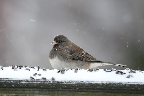 Junco