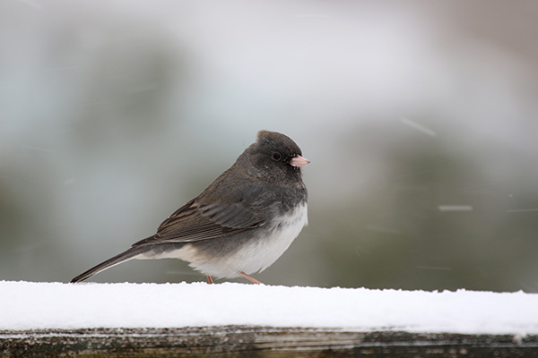 Junco