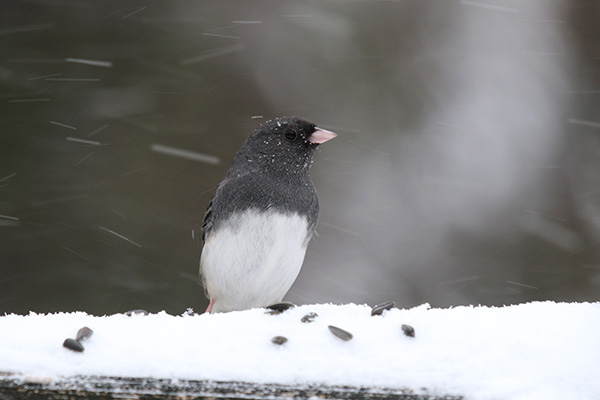 Junco