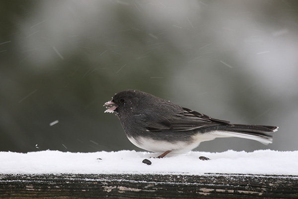 Junco