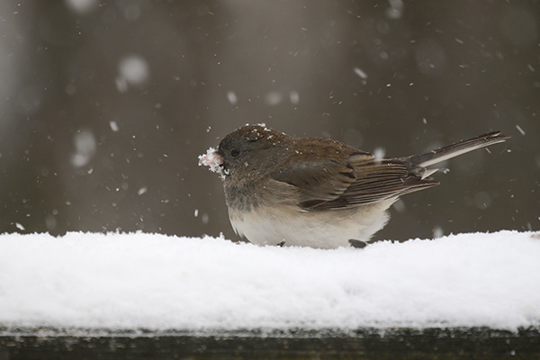 Junco