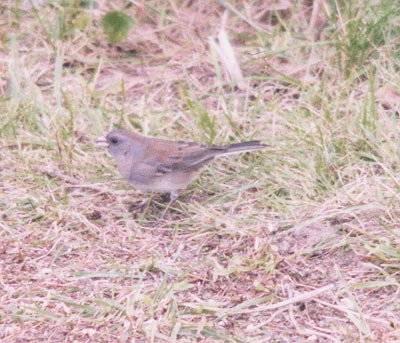 Junco