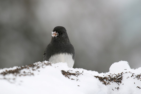 Junco