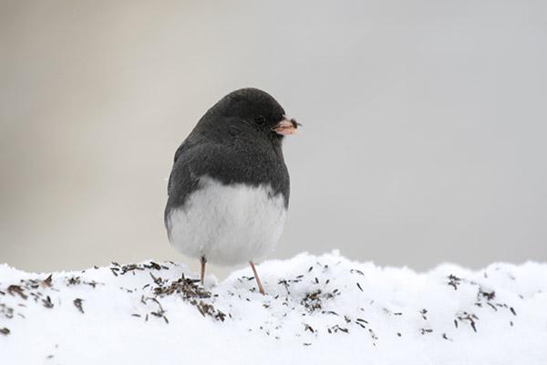 Junco