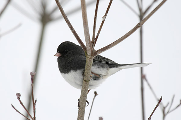 Junco