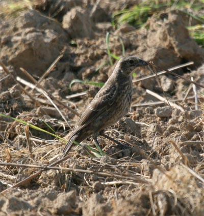 Juvenile Brown-headed Cowbird