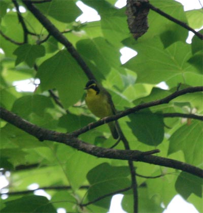 Kentucky Warbler