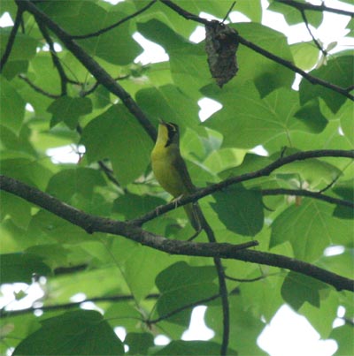 Kentucky Warbler