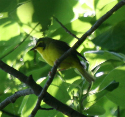 Kentucky Warbler