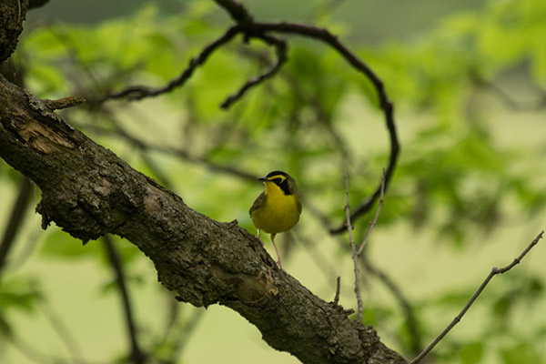 Kentucky Warbler