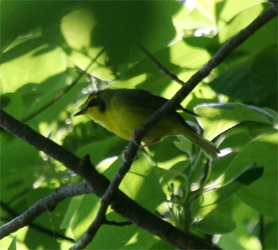 Kentucky Warbler