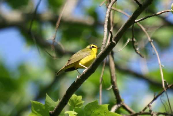 Kentucky Warbler