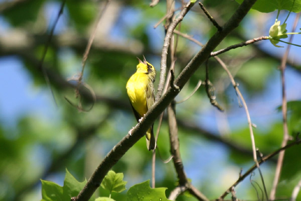 Kentucky Warbler