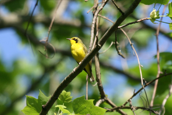 Kentucky Warbler