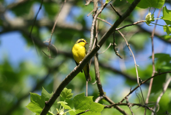 Kentucky Warbler