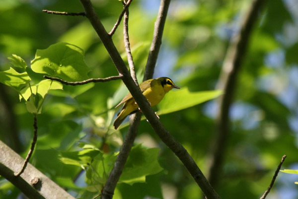 Kentucky Warbler