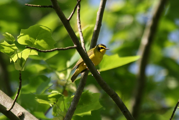 Kentucky Warbler