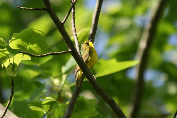 Kentucky Warbler