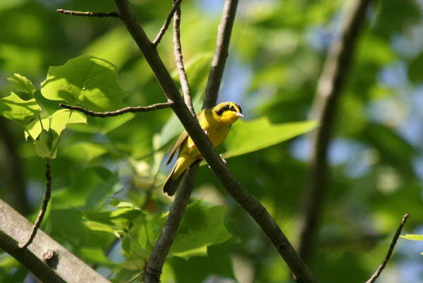 Kentucky Warbler